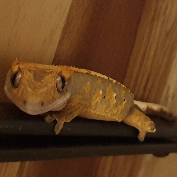 Gecko au sourire narquois